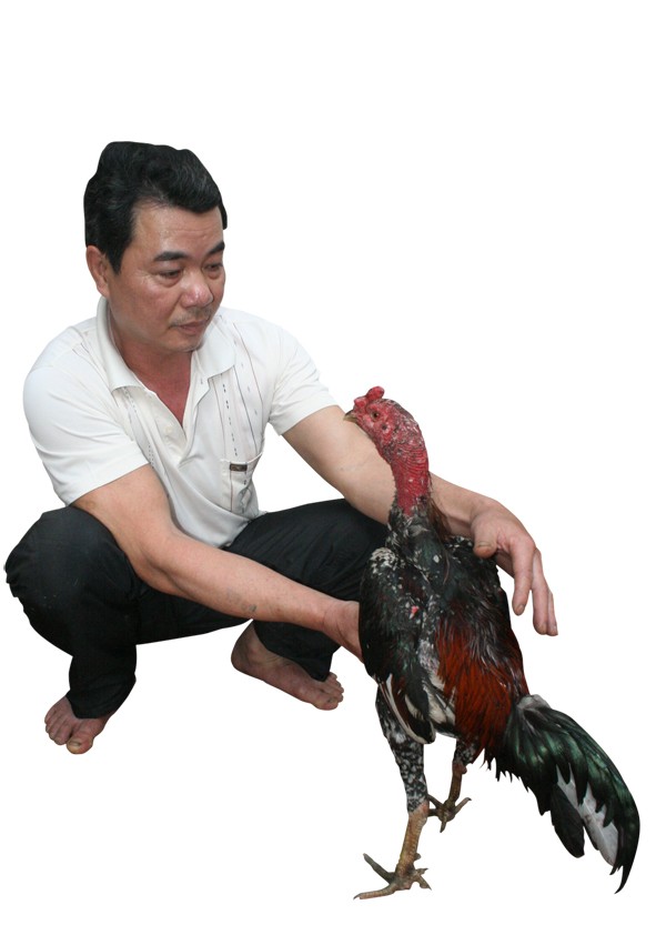 Gà chọi Thổ Hà - ảnh 1